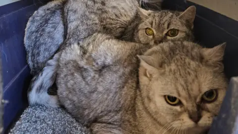 RSPCA Two abandoned Scottish Fold kittens in a case at RSPCA centre in Leybourne