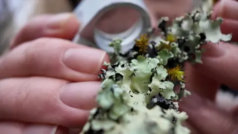 A woman peers through a magnifying lens at different species of lichen on a branch