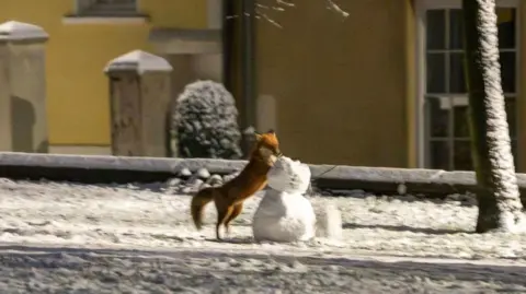 Andrew Scott Photography A close-up of a fox on its hind legs playing with a snowman. The ground is covered in snow and yellow houses can be seen in the background.