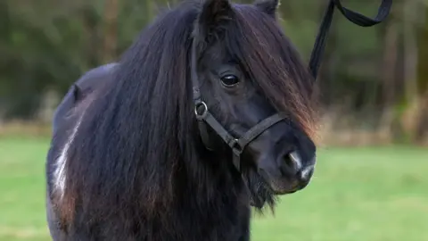 VetPartnersUK A close-up of Flair the miniature horse - a black horse with white patches on her back, legs and nose.