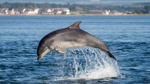 A bottlenose dolphin breaches on a sunny day in the Moray Firth, Scotland. Photo taken from Chanonry Point, Black Isle. The village of Ardersier can be seen in the background.