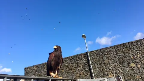 Gwynedd council The hawk