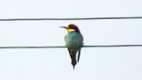 Robin Mawer Bee-eater