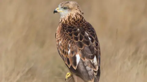 Getty Images Red kite