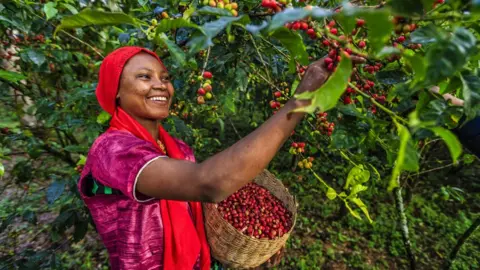 Getty Images Arabica originated in the highlands of Ethiopia