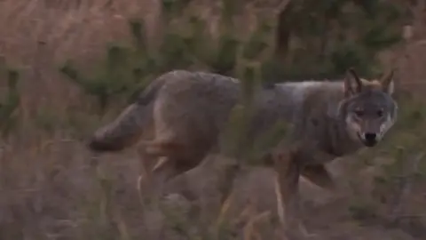 Copenhagen University Wolf in Danish provicne of Jultand, 2018