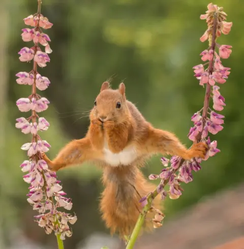 Geert Weggen/CWPA/Barcroft Images Squirrel holding on to plants with its feet