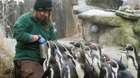 West Midland Safari Park Woman feeding penguins