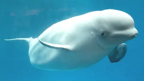 Getty Images Beluga whale