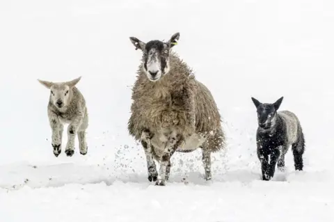 PA Media Sheep and lambs trot through the snow