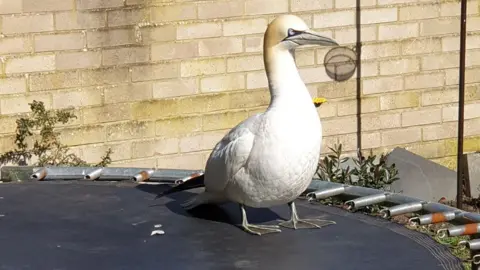 RSPCA Gannet on trampoline