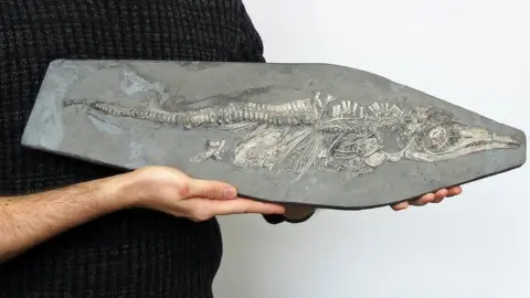 Dean Lomax Ichthyosaur