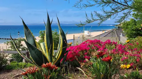 MarkieB Bright blue skies are above colourful flowers in the foreground and golden beaches in the background.