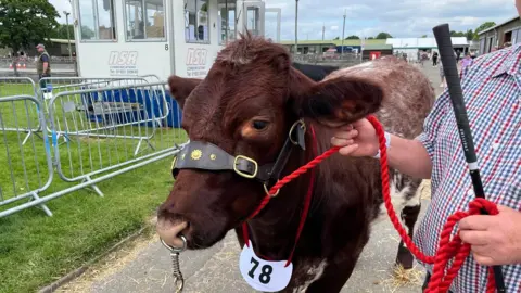 BBC/George Carden A cow at the South of England Show