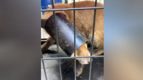 Bell Brown & Bentley A fox in a cage with a length of black pipe over its head and neck