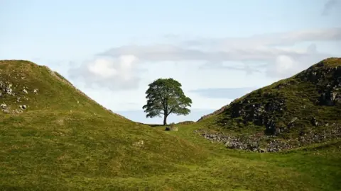 The Sycamore Gap tree in the distance between two grassy mounds.