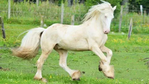 Zoe Urquart A young, white horse galloping around a green field
