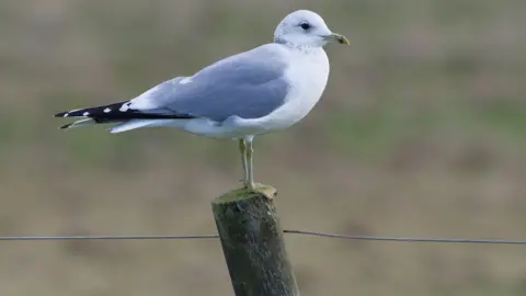 Tim Hill A common gull bird, sat on a fence post, facing to the right, 