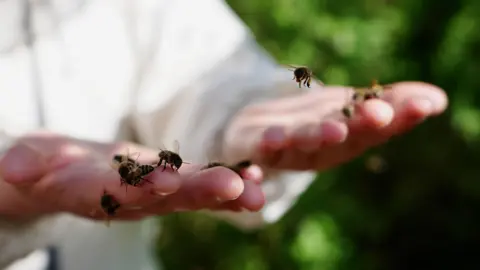 Getty Images A close-up of two outstretched hands with bees sitting on their fingers