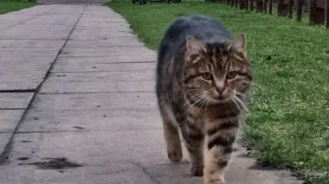 Great Central Railway Onslaught the Great Central Railway cat