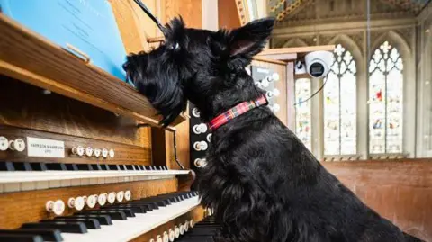 A black Scottish terrier leaning up on the keys of an organ looking towards music with a gothic window behind, St Edmundsbury Cathedral