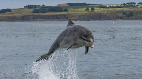 Keith Simpson Dolphin