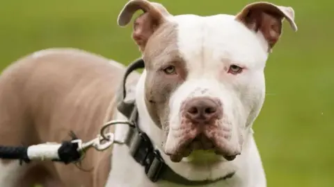 Jacob King/PA Wire A large white and brown dog on a lead