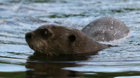 An otter swims at the surface of calm water, with its head and upper body visible as ripples spread across the reflective surface around it.