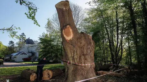 A pedunculate oak, 'Quercus robur', known locally as the 'Guy Fawkes Oak' is cordoned off after being felled on April 17, 2025 on the edge of Whitewebbs Park in the Enfield area of London.