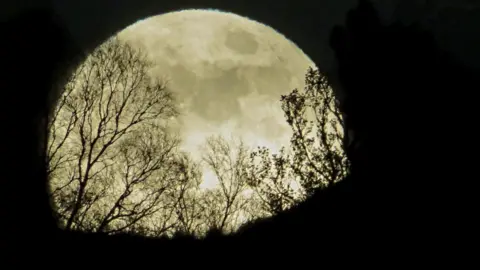 A full moon dominating frame, bare trees in the foreground seeming to crowd in front of it.