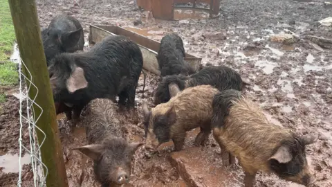 Pembrokeshire Council Seven pigs standing in thick mud next to a wire fence