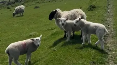 A close-up of a black and white sheep with three lamps in a field of green grass.