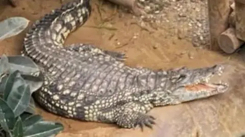 Crocodile.