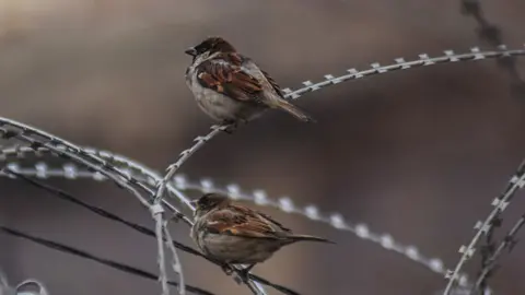 AFP Indian sparrow