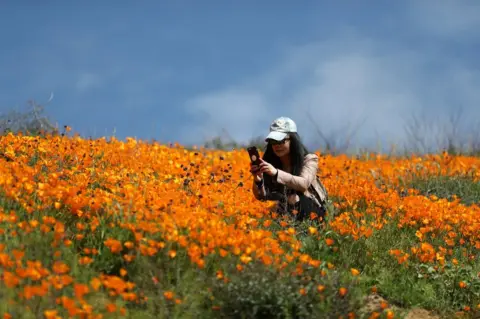 Reuters A woman photographs a super bloom of poppies in Lake Elsinore, California