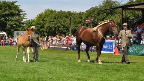 Suffolk Punches at the Suffolk Show