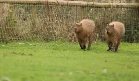 Hoo Zoo and Dinosaur World Two capybaras walking through grass in a zoo enclosure bordered by a wood and netting fence.