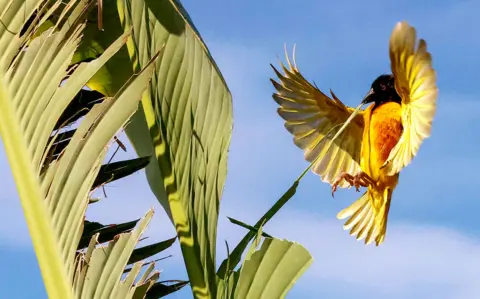 Zohra Bensemra / Reuters A village weaver bird pulls a strip of leaf from a banana tree to build a nest in Thies, Senegal, on 28 August 2021
