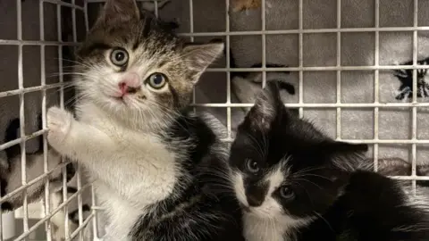 Two kittens sit close to each other in a cage