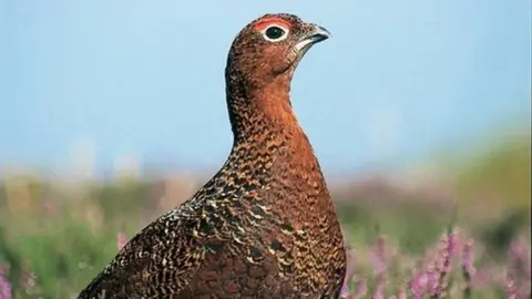 Moorland association A cock grouse