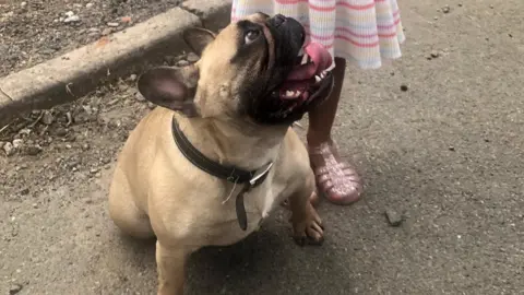 Nathan Edwards Coco the French bulldog