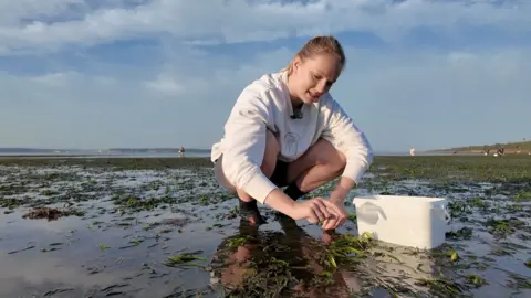 A woman with blonde hair and a white top crouches down in very shallow water sifting through seagrass which lays flat on the beach at low tide.