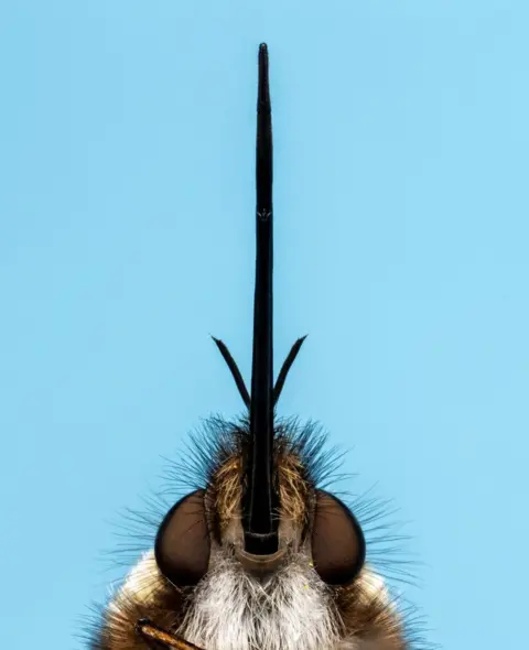 Jimmy Reid A bee-fly with its proboscis found at Blackford-Pond in Edinburgh