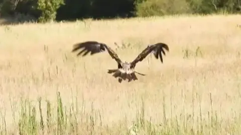 AFP Feliks flies off across some parched grasslands to freedom!