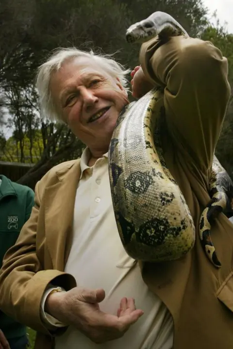 Daniel Berehulak/Getty Images Sir David Attenborough holding a large snake over his left shoulder. He is wearing a light brown coloured jacket and a white shirt.