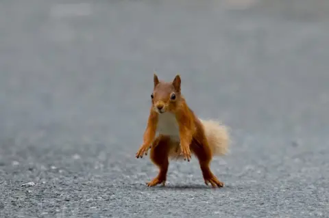 Linda Gibson Red squirrel