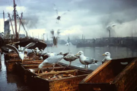 Ray Stokes Old photo of seagulls at Aberdeen Harbour on fish boxes, others in flight, with old ships in the background.