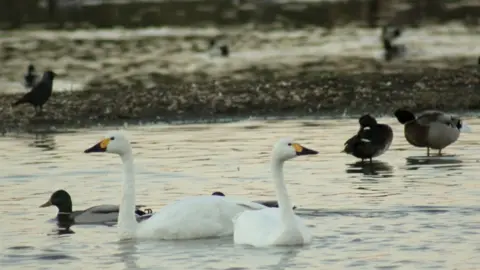 Kate Fox Bewick's Swans at Slimbridge