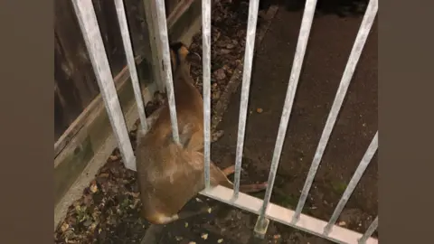 Deer stuck in railings