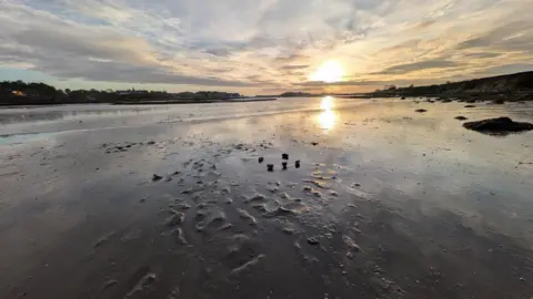 Durham Wildlife Trust A seagrass frame on the mudflat along the River Aln.
